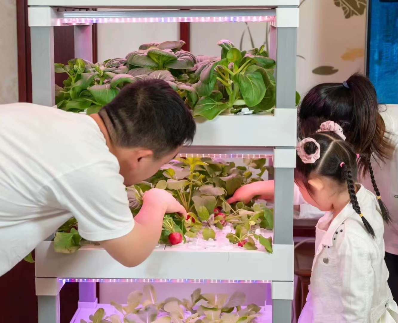 nt China Hydrokultur Grow Box  - Diy Home Automation System recension och pris