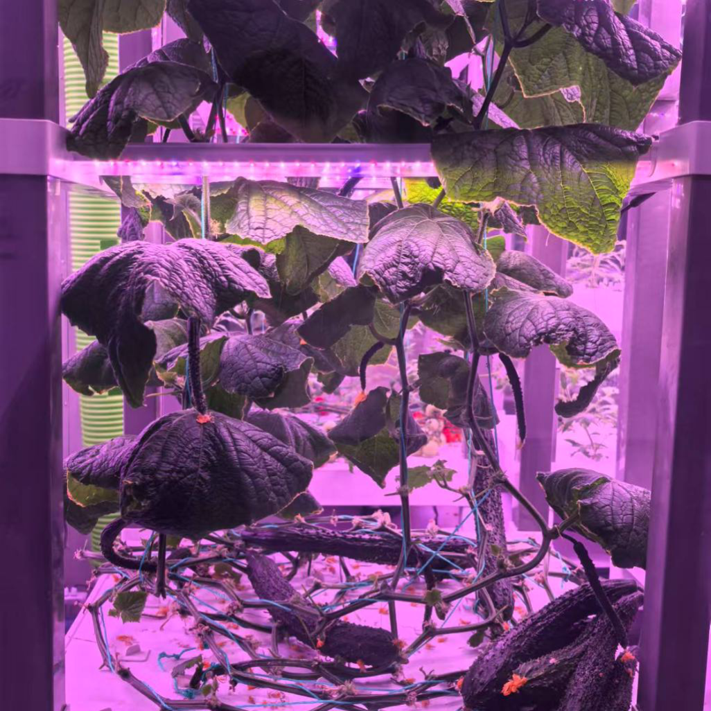 nt China Hydrokultur Grow Box  - Diy Home Automation System recension och pris